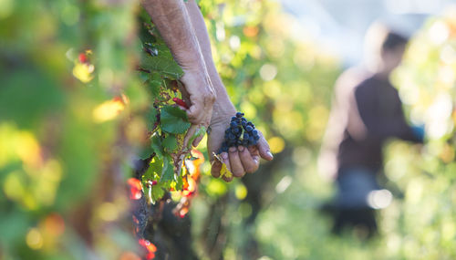 Close-up of butterfly on plant