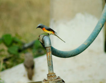 Close-up of bird perching on wall