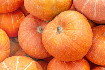 Ripe big orange pumpkins close-up. a traditional vegetable for thanksgiving or halloween. 