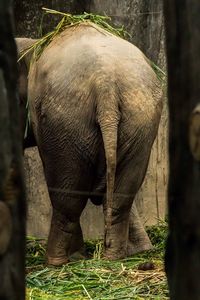 Elephant standing by tree trunk in forest