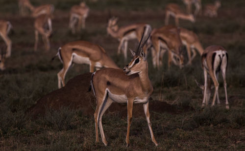 Deer standing on field