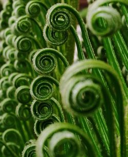 Full frame shot of green leaves