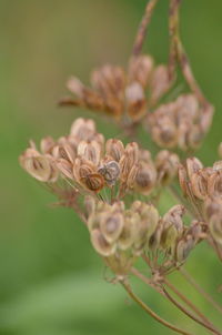 Close-up of honey bee on plant