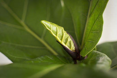 Close-up of green leaves