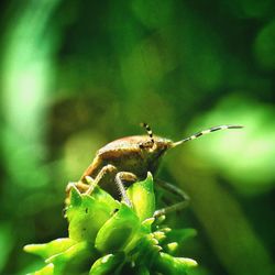 Close-up of insect on plant