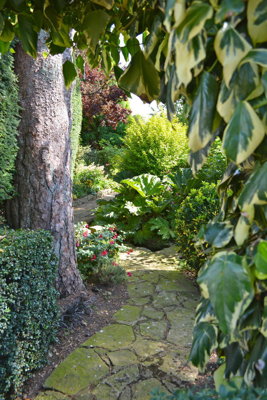 PLANTS IN PARK