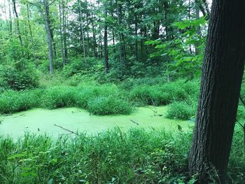 Scenic view of forest