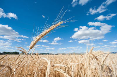 Scenic view of wheat field against sky