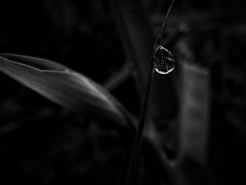 Close-up of water drops on flower