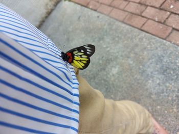 Low section of butterfly on person