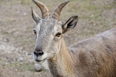 Close-up portrait of deer