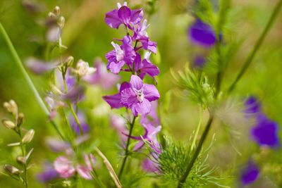 Close-up of purple flowers