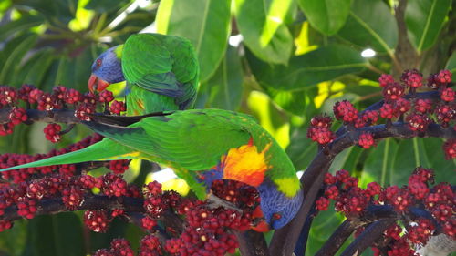 Close-up of parrot perching on plant