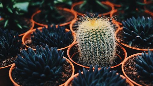 Close-up of succulent plant in pots