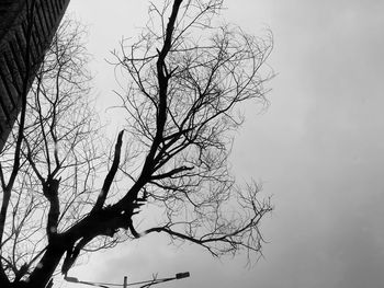 Low angle view of bare tree against sky