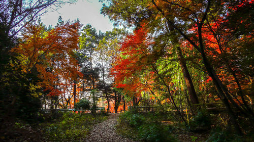 Trees in forest during autumn