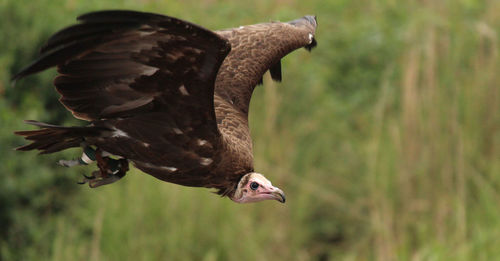 Close-up of eagle flying against blurred background