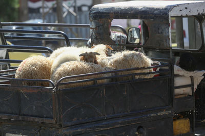 Sheep standing in vehicle