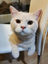 Close-up portrait of cat at home