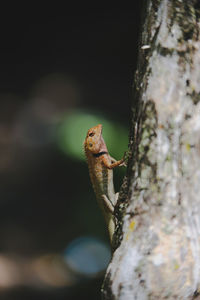 Close-up of lizard on tree trunk