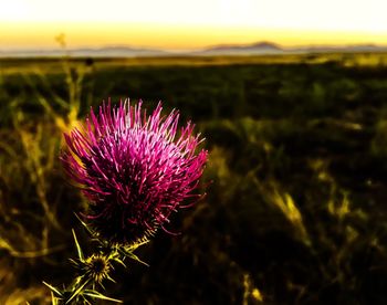 Close-up of thistle on field against sky during sunset