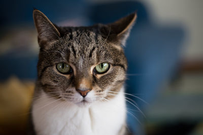 Close-up portrait of tabby cat