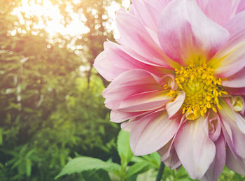 Close-up of pink flower