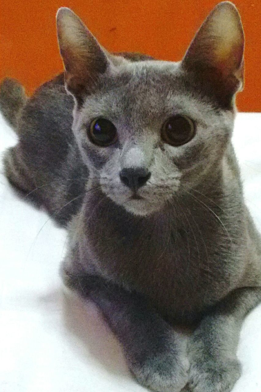 CLOSE-UP PORTRAIT OF CAT SITTING ON FLOOR