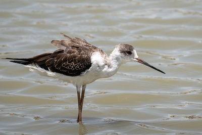 Close up black-winged stilt birds on water in thailand - nature bird of thailand