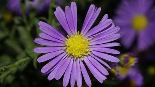 Close-up of purple flower