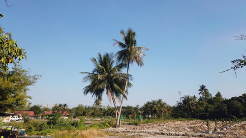 Palm trees on field against clear blue sky