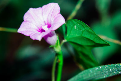 Close-up of water drops on purple flower