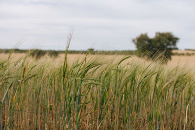 Stalks growing against sky