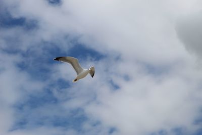 Low angle view of seagull flying in sky