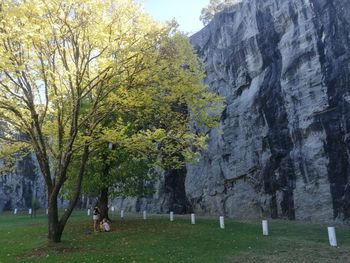 Trees in park