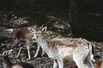 Deer standing on a field