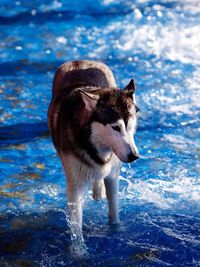 Dog in water
