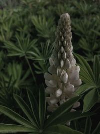 Close-up of white flowering plant