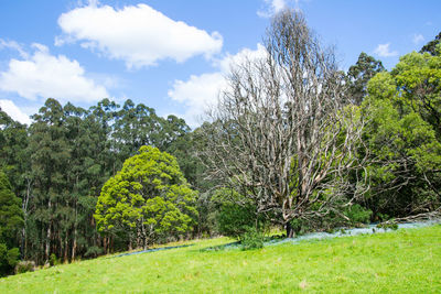 Trees on field against sky