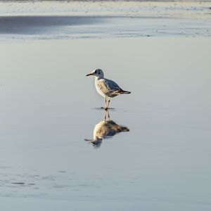 Bird perching on a lake