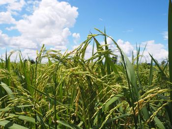 Crops growing on field against sky