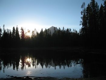 Reflection of trees in water