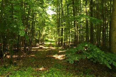 Trees in forest