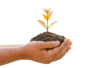 Close-up of hand holding small plant against white background