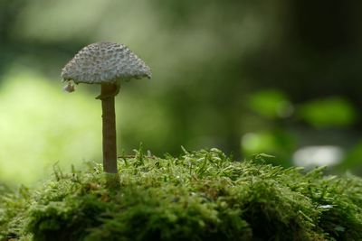 Close-up of mushroom growing on field