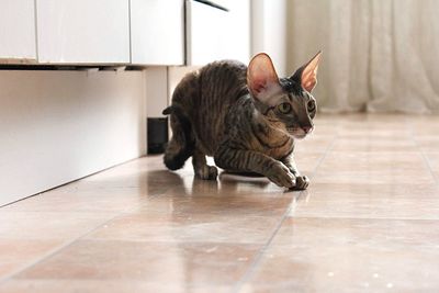 Portrait of a dog with cat on floor