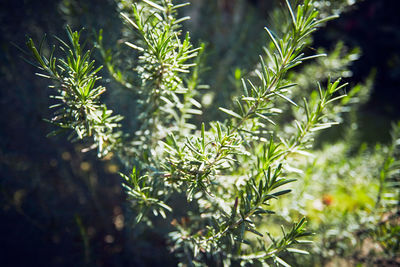 Close-up of fresh green plant