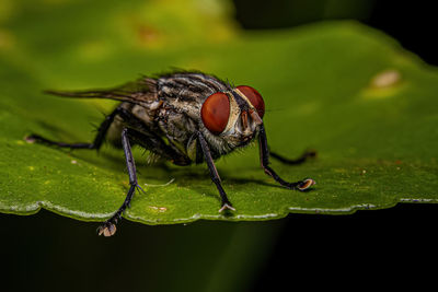 Close-up of fly on leaf