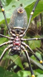 Close-up of spider on web