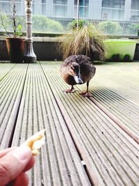 Close-up of hand holding bird